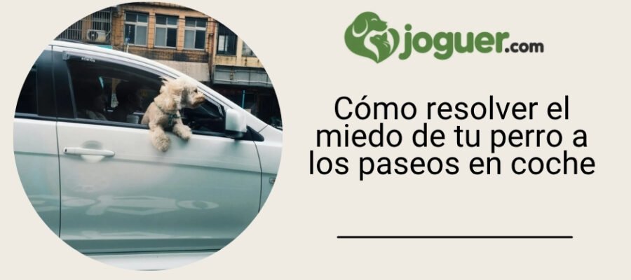 Cómo resolver el miedo de tu perro a los paseos en coche