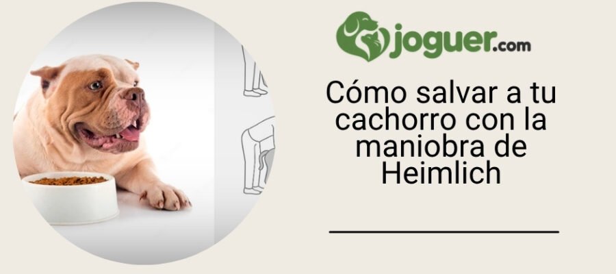 Cómo salvar a tu cachorro con la maniobra de Heimlich