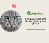 Comprender el lenguaje corporal de los gatos: lo que significan sus gestos