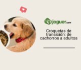 Croquetas de transición: de cachorros a adultos
