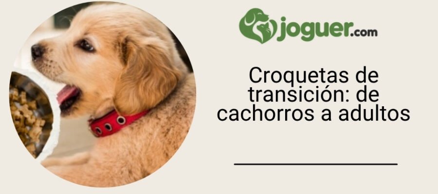Croquetas de transición: de cachorros a adultos