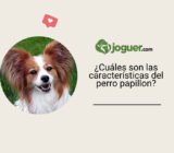 ¿Cuáles son las características del perro papillon?