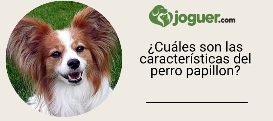 ¿Cuáles son las características del perro papillon?