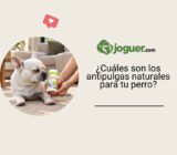 ¿Cuáles son los antipulgas naturales para tu perro?