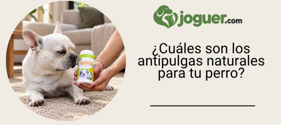 ¿Cuáles son los antipulgas naturales para tu perro?