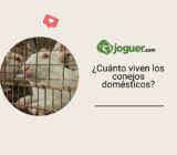 ¿Cuánto viven los conejos domésticos?