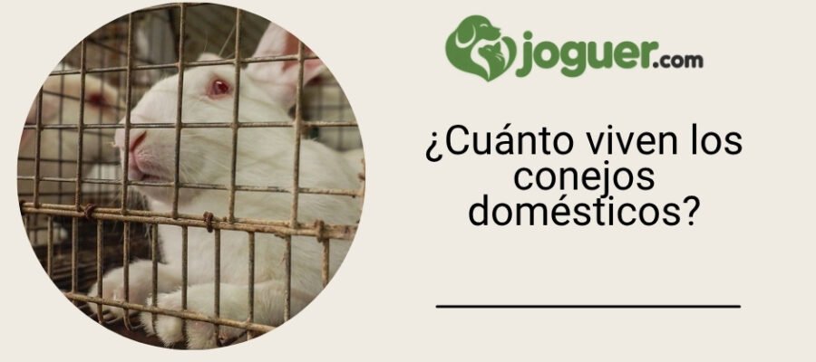 ¿Cuánto viven los conejos domésticos?