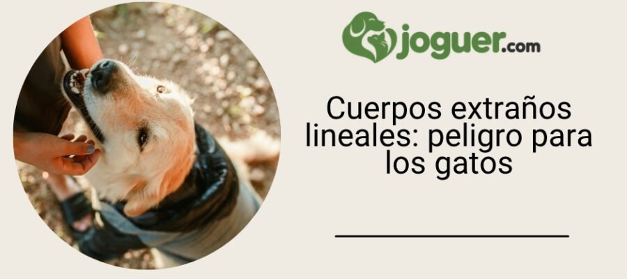 Cuerpos extraños lineales: ¿por qué son tan peligrosos para los gatos?