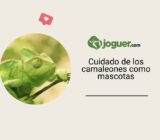 Cuidado de los camaleones como mascotas