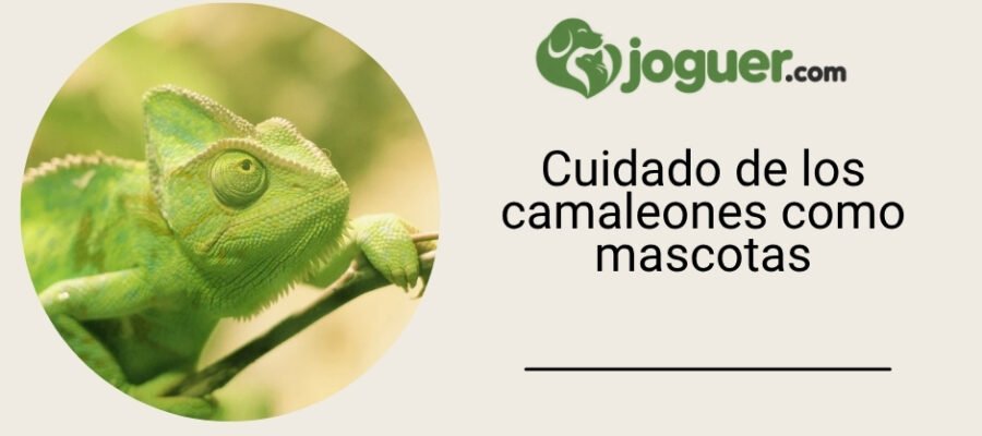 Cuidado de los camaleones como mascotas