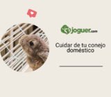 Cuidar de tu conejo doméstico