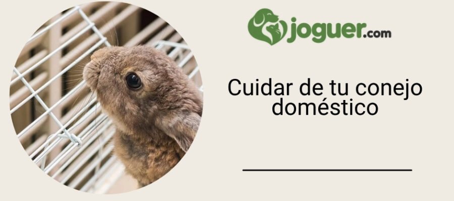 Cuidar de tu conejo doméstico