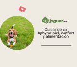 Cuidar de un Sphynx: piel, confort y alimentación