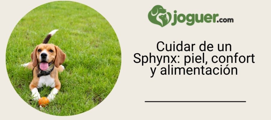 Cuidar de un Sphynx: piel, confort y alimentación
