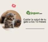 Cuidar la salud de tu gato a los 10 meses