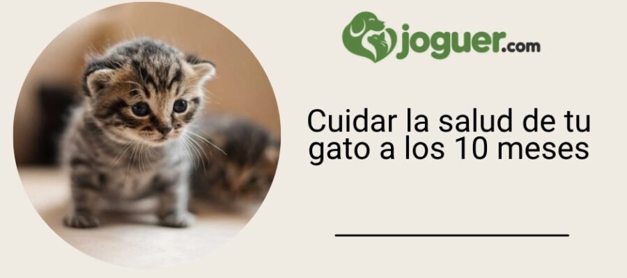Cuidar la salud de tu gato a los 10 meses