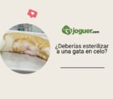 ¿Deberías esterilizar a una gata en celo?