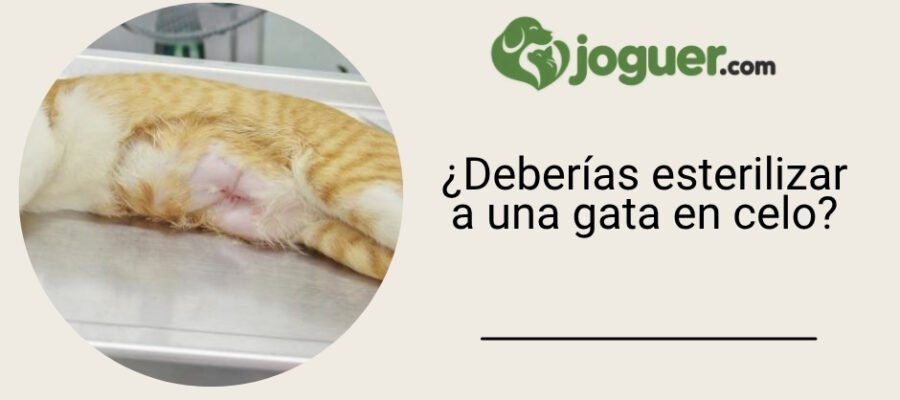 ¿Deberías esterilizar a una gata en celo?