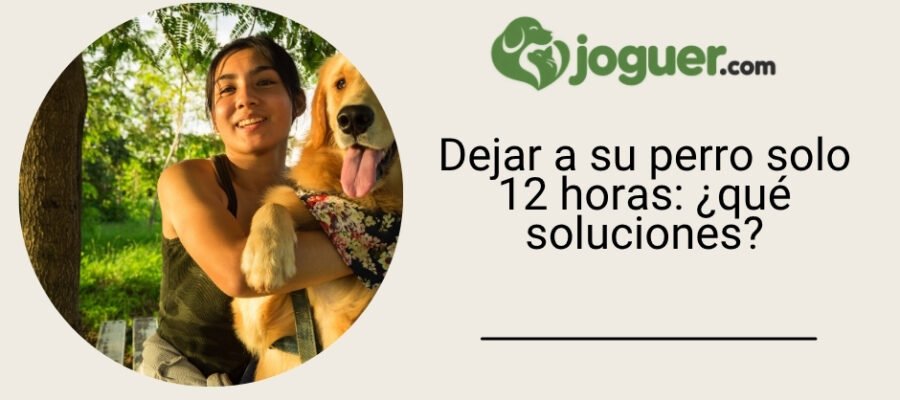 Dejar a su perro solo 12 horas: ¿qué soluciones?