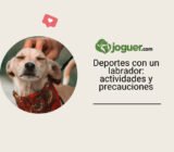 Deportes con un labrador: actividades y precauciones