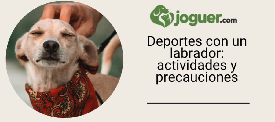 Deportes con un labrador: actividades y precauciones