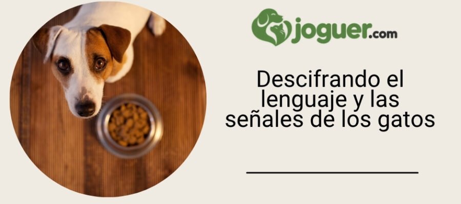 Descifrando el lenguaje y las señales de los gatos