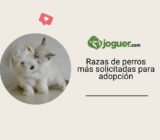 Descubre las razas de perros más solicitadas por los programas de adopción y rescate –