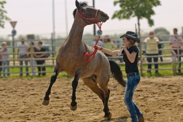 Doma del caballo: ¿cómo hacerlo?