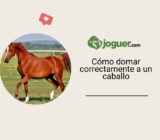 Doma del caballo: ¿cómo hacerlo? –