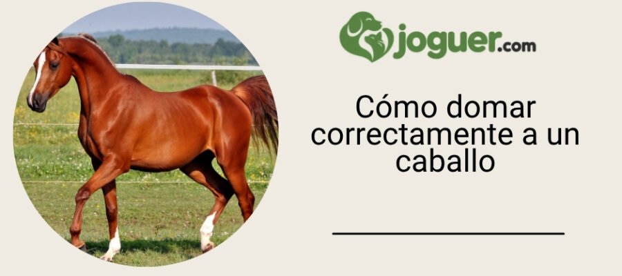 Doma del caballo: ¿cómo hacerlo? –