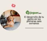 El desarrollo de tu gatito en las primeras seis semanas