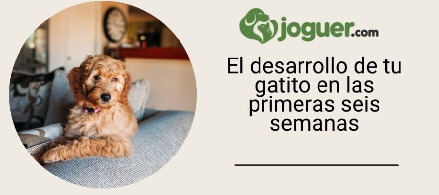 El desarrollo de tu gatito en las primeras seis semanas