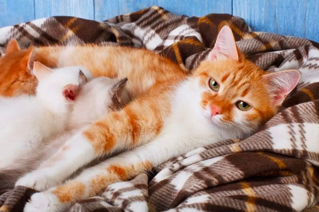 El desarrollo de tu gatito en las primeras seis semanas
