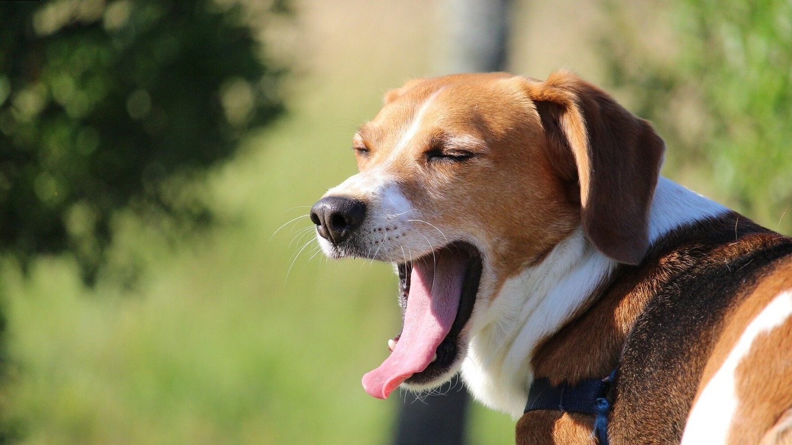 El lenguaje de los perros y los gestos de calma