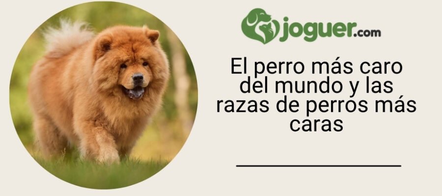 El perro más caro del mundo y las razas de perros más caras