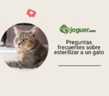 FAQ sobre la esterilización de un gato –