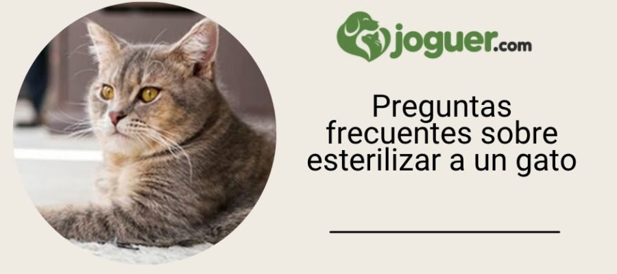 FAQ sobre la esterilización de un gato –