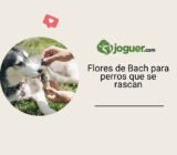 Flores de Bach para perros que se rascan: solución natural eficaz