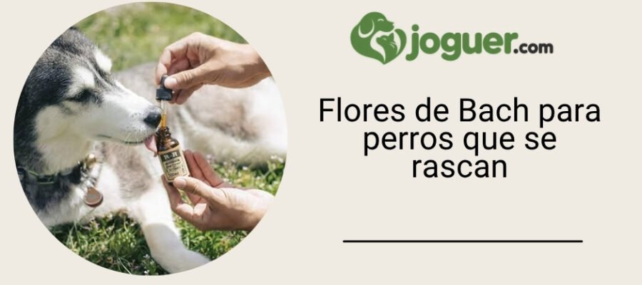 Flores de Bach para perros que se rascan: solución natural eficaz