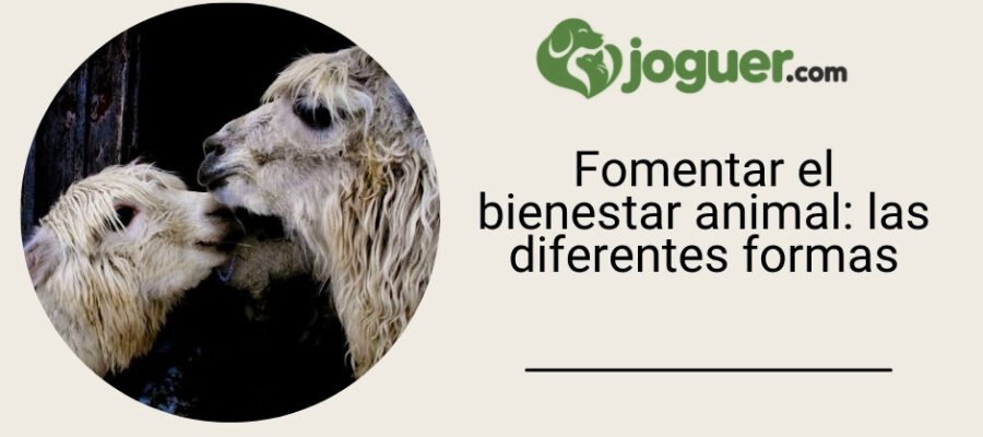 Fomentar el bienestar animal: las diferentes formas