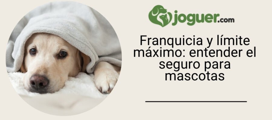 Franquicia y límite máximo: entender el seguro para mascotas