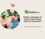 Gatos salvajes en venta: qué hacer ante un anuncio?