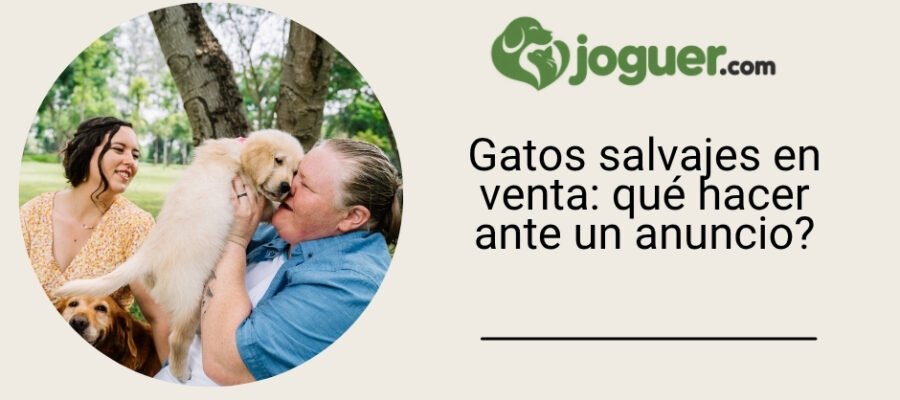 Gatos salvajes en venta: qué hacer ante un anuncio?