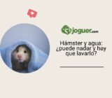Hámster y agua: ¿puede nadar y hay que lavarlo?