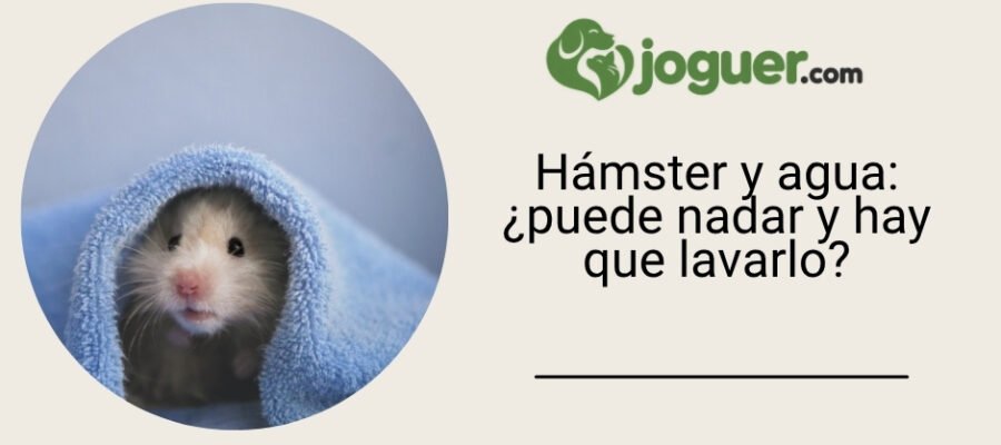 Hámster y agua: ¿puede nadar y hay que lavarlo?
