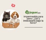 Impermeable para perro: ¿útil o innecesario bajo la lluvia?