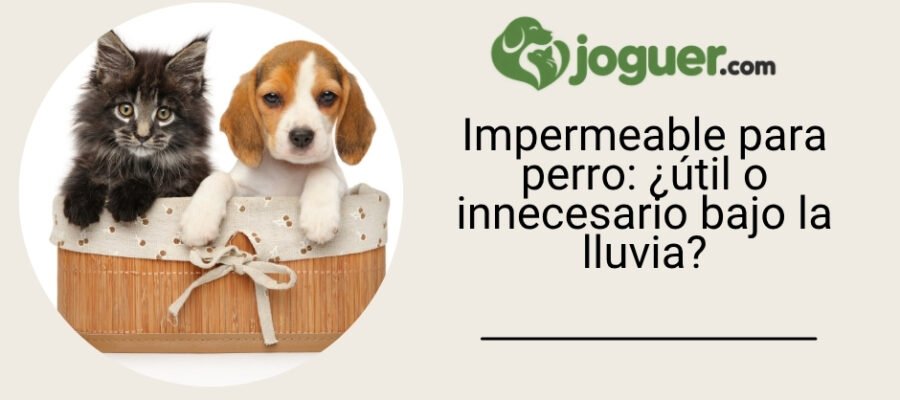 Impermeable para perro: ¿útil o innecesario bajo la lluvia?