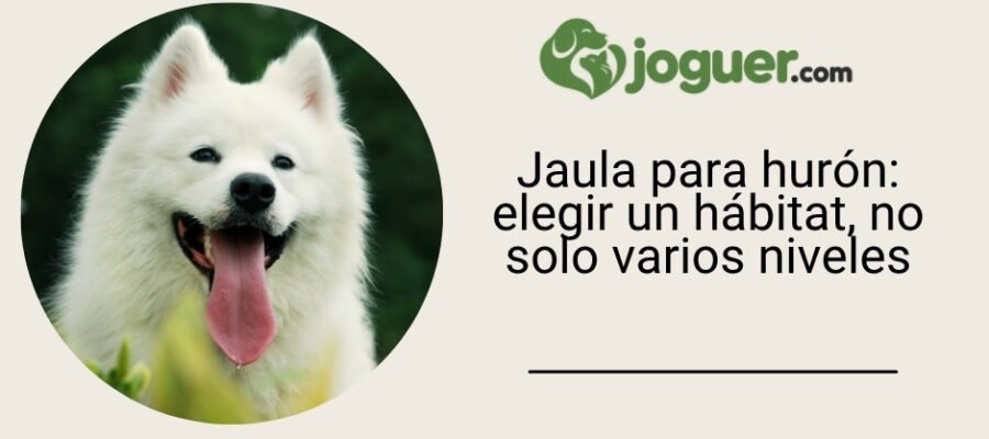 Jaula para hurón: elegir un hábitat, no solo varios niveles