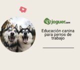La educación canina para perros de trabajo: métodos adaptados a sus necesidades específicas –