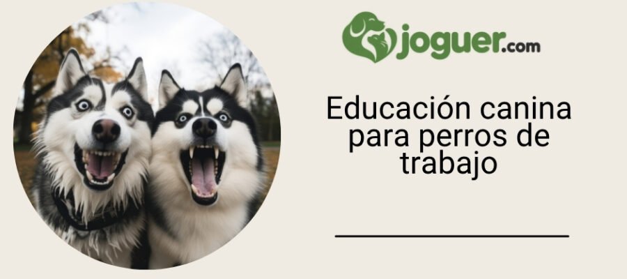 La educación canina para perros de trabajo: métodos adaptados a sus necesidades específicas –